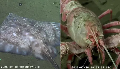 Científicos argentinos exploran el cañón submarino de Mar del Plata con tecnología de punta