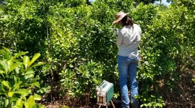 El Conicet estudia la incorporación de árboles en las plantaciones de yerba mate