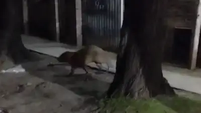 Sorpresa en City Bell por la aparición de un carpincho suelto y lastimado