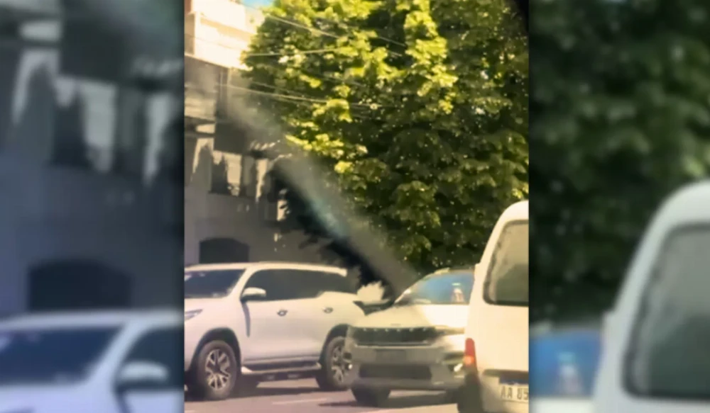 Un enjambre de abejas invadió el centro de La Plata y los expertos explican por qué