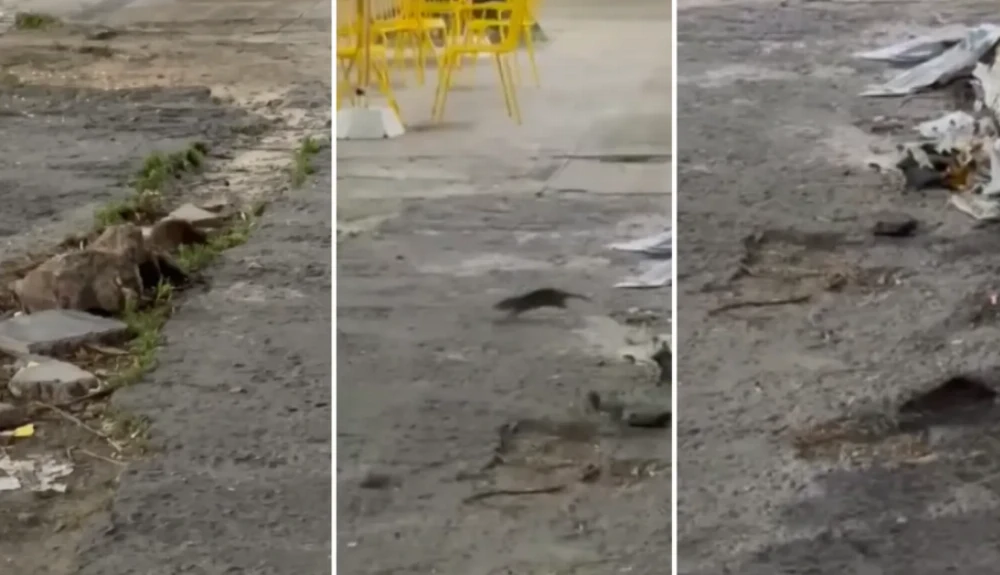 Las ratas invadieron un baldío frente a Plaza Rocha y vecinos aseguran que el dueño se niega a limpiarlo