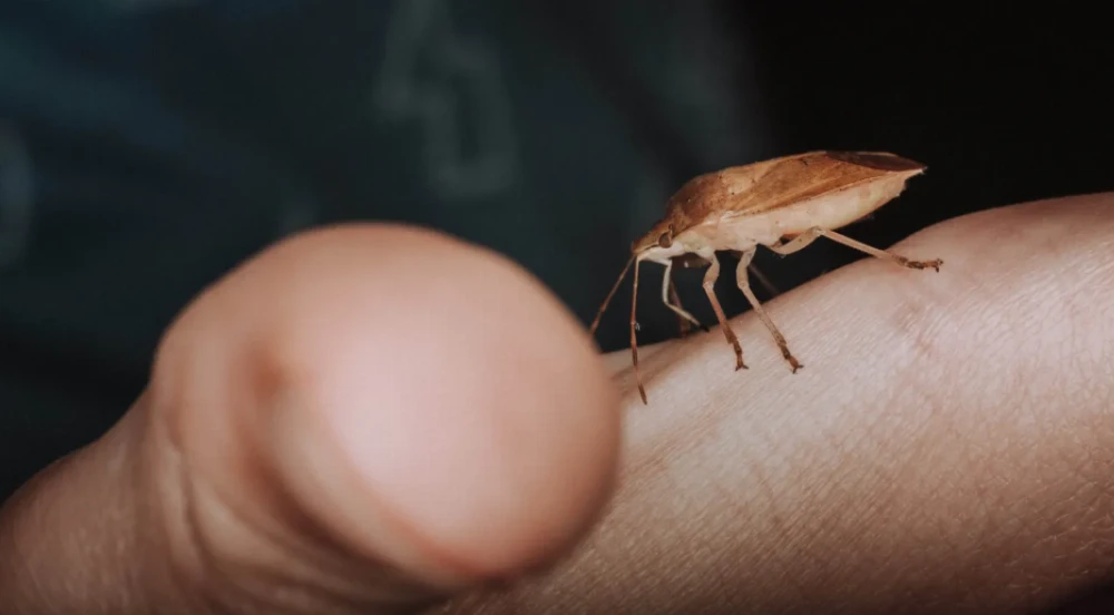 Alerta en La Plata por la aparición masiva de chinches de agua tras el calor y las recientes lluvias