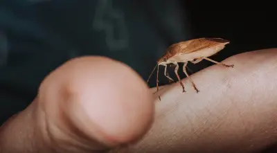 Alerta en La Plata por la aparición masiva de chinches de agua tras el calor y las recientes lluvias