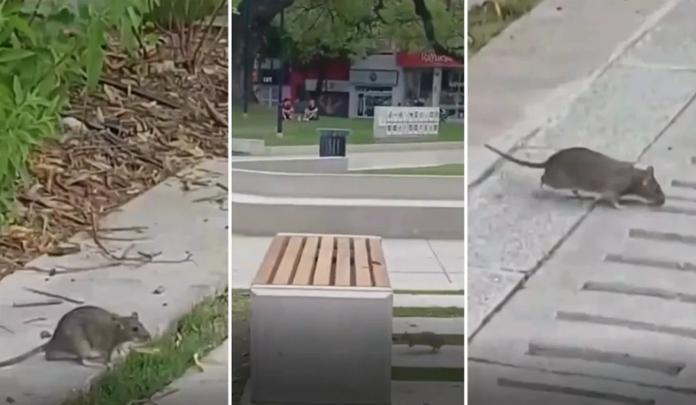 Grabaron a una rata corriendo en Plaza Italia y crece el temor por el hantavirus en La Plata