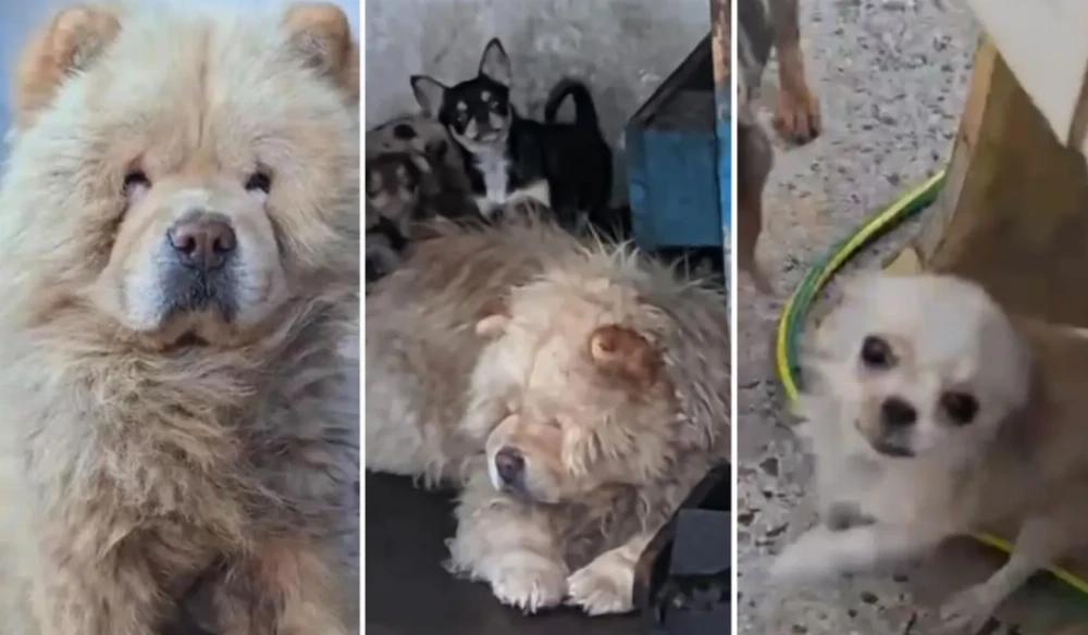 Allanaron una casa de La Plata y desmantelaron un criadero clandestino donde explotaban perros de raza