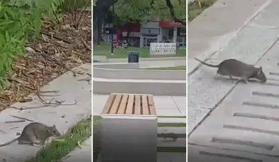 Grabaron a una rata corriendo en Plaza Italia y crece el temor por el hantavirus en La Plata