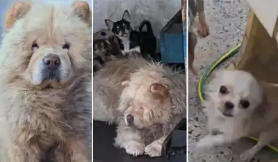 Allanaron una casa de La Plata y desmantelaron un criadero clandestino donde explotaban perros de raza