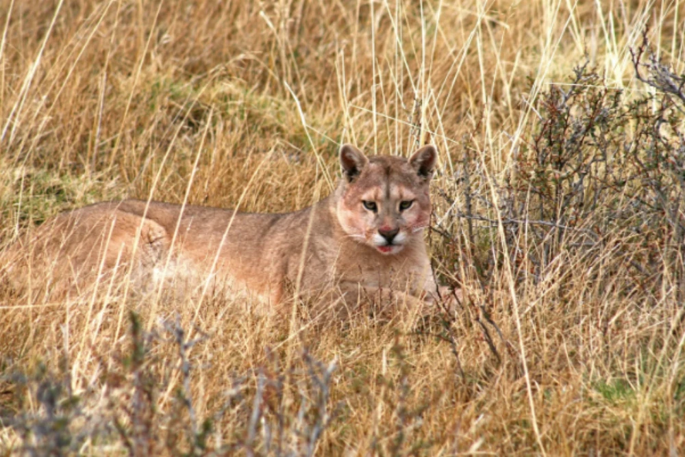 Aseguran que hay un puma suelto en barrio cercano al Parque Pereyra Iraola y buscan capturarlo