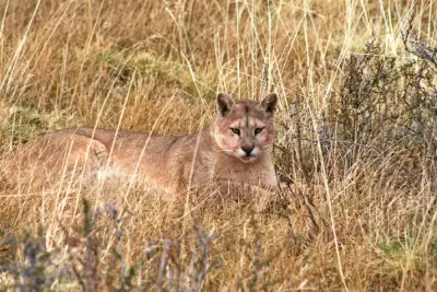 Aseguran que hay un puma suelto en barrio cercano al Parque Pereyra Iraola y buscan capturarlo