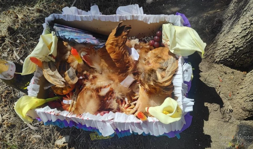 Cajas misteriosas en La Plata: ¿“trabajos” u ofrendas por la primavera?