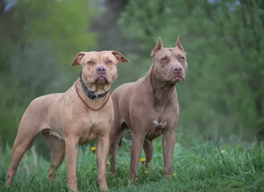 Los Hornos: una mujer fue atacada por dos pitbulls y sufrió heridas en brazos y piernas